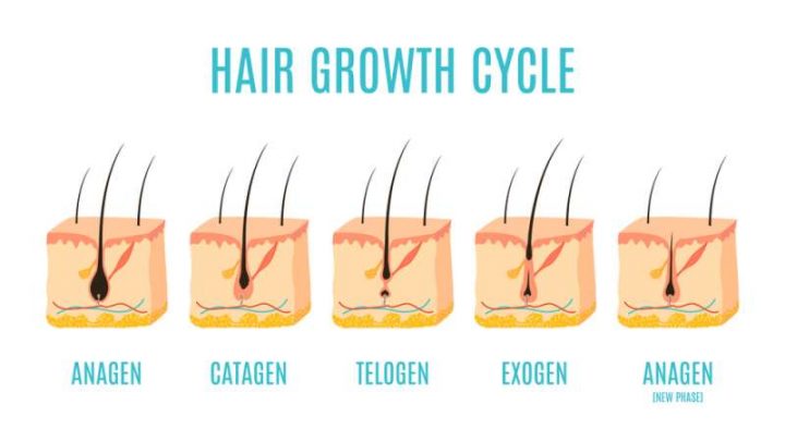 Hair Growth Cycle: How Long Does It Take for Hair to Grow?
